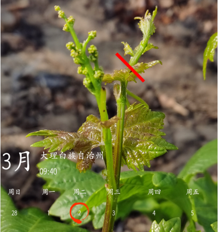 你的葡萄花穗還在嗎？